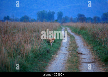 Un cerf tacheté (Chital) doe pairs hors de l'herbe comme elle vient à un véhicule pour traverser la piste dans la Réserve de tigres de Jim Corbett, Inde Banque D'Images