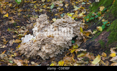 Poule des bois naturel pousse des champignons Banque D'Images