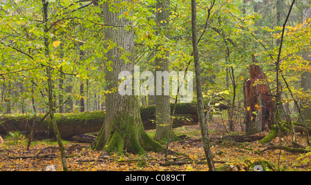 Vieux Chêne d'automne et forêt en arrière-plan Banque D'Images