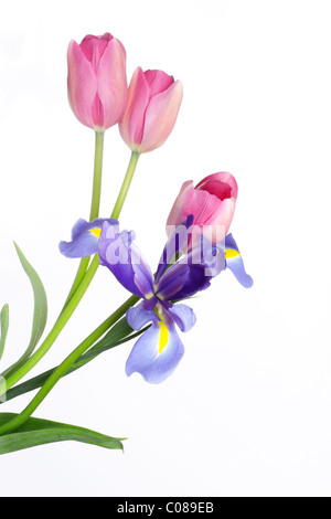 Superbe bouquet de tulipes