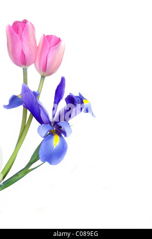 Superbe bouquet de tulipes