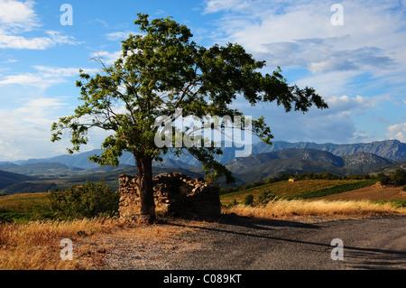 Les Pyrénées françaises avec un seul arbre dans un décor de montagnes Banque D'Images