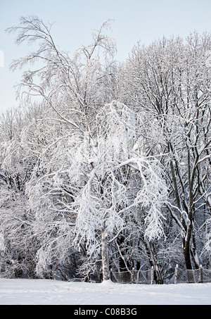 Une forêt couverte de neige Banque D'Images