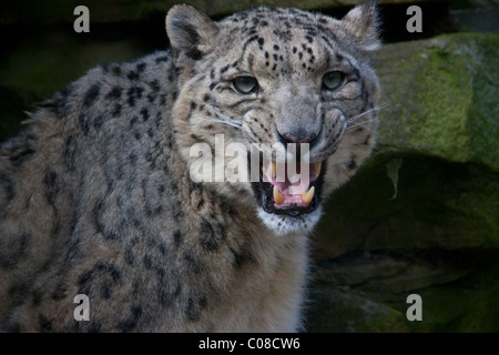 Snow Leopard gronder Banque D'Images