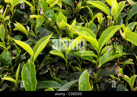 Gros plan de la feuille de thé vert d'une plantation de thé ou tea garden Banque D'Images