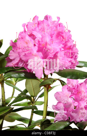 Fleurs de Rhododendron isolé sur fond blanc Banque D'Images