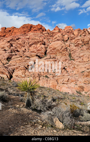 Calico hills, Red Rock Canyon, Las Vegas, NV 39283 110130 Banque D'Images