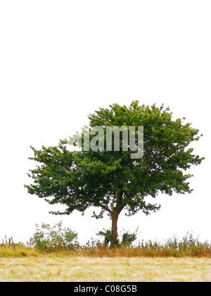 Seul arbre vert seul). Banque D'Images