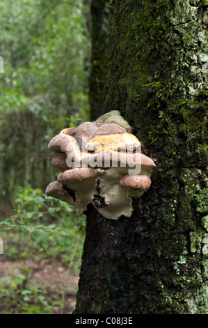 Gros champignons (comme 30 cm de diamètre) croissant sur un pin au Mexique, probablement Fomes fomentarius Banque D'Images