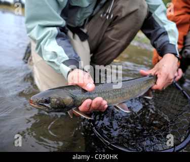 L'homme et de la femme à genoux dans l'eau pour montrer un Dolly Varden pris dans Deep Creek, péninsule de Kenai, Southcentral Alaska Banque D'Images