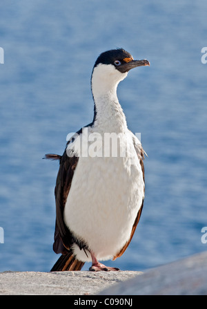 Ou de l'Antarctique Blue-Eyed Shag (phalacrocorax bransfieldensis), Péninsule Antarctique Banque D'Images