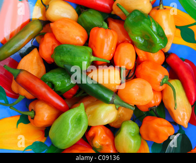 Le piment Habanero et Serrano hot peppers mexicaine plat coloré Banque D'Images