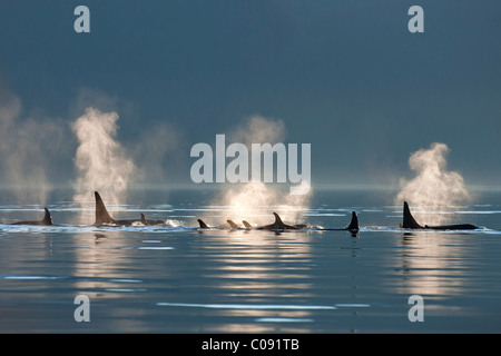 Un groupe d'épaulards en surface les eaux calmes du Canal Lynn, le passage de l'intérieur, le sud-est de l'Alaska, l'été. Composite Banque D'Images