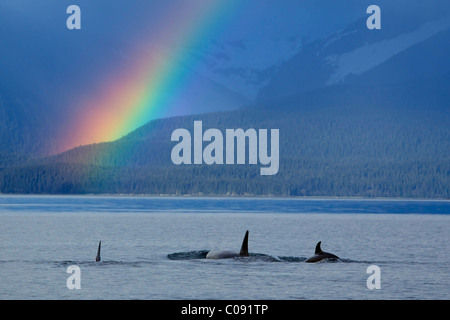 Un groupe d'épaulards en surface Canal Lynn avec averses de pluie et un arc-en-ciel au-delà, Chaîne côtière, le passage de l'Intérieur, de l'Alaska. Composite Banque D'Images