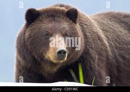 Sow ours brun qui se nourrissent de carex et de plage d'herbe dans un estuaire sur l'île de l'Amirauté, Pack Creek, Alaska, la Forêt Nationale Tongass Banque D'Images