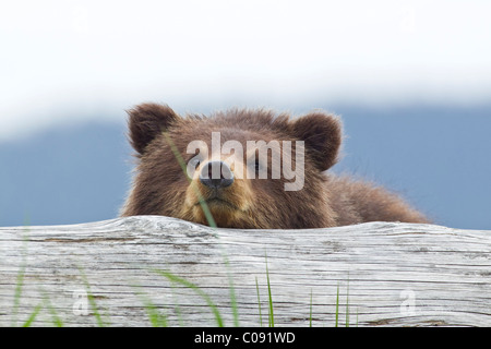 Un ours brun cub repose sa tête sur un journal dans un estuaire sur l'île de l'Amirauté, Pack Creek, Alaska, la Forêt Nationale Tongass Banque D'Images
