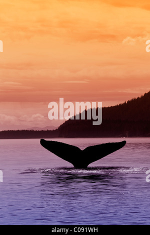 Silhouette d'une baleine à bosse, qu'il retourne à fluke les profondeurs de Seymour Canal au coucher du soleil, le passage de l'Intérieur, de l'Alaska Banque D'Images