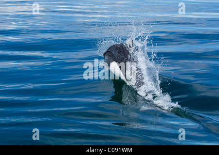 Un roostertail d'eau flys comme un Marsouin de Dall court de par la surface de Seymour Canal, le passage de l'Intérieur, de l'Alaska Banque D'Images