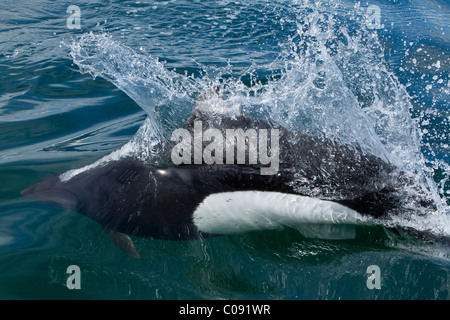 Un roostertail d'eau flys comme un Marsouin de Dall court de par la surface de Seymour Canal, le passage de l'Intérieur, de l'Alaska Banque D'Images