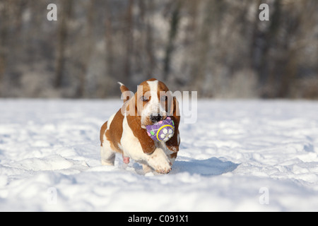 Chiot Basset Hound Banque D'Images