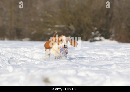 Chiot Basset Hound Banque D'Images