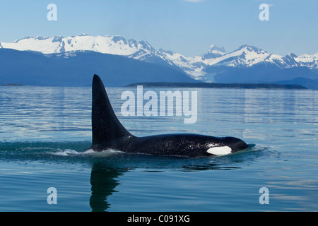 Orque mâle adulte de surfaces dans les eaux calmes du Canal Lynn, le passage de l'intérieur, Nationale Tongass Foest, Alaska Banque D'Images