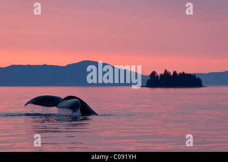 Une baleine à bosse renvoie aux profondeurs de Frederick Sound au coucher du soleil, le passage de l'Intérieur, de l'Alaska Banque D'Images