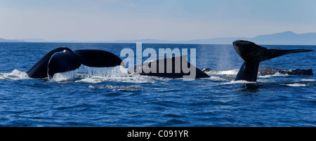 Les baleines à bosse soulever leur queue comme ils retournent dans les profondeurs de Frederick Sound , le passage de l'Intérieur, de l'Alaska Banque D'Images