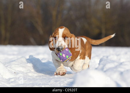Chiot Basset Hound Banque D'Images