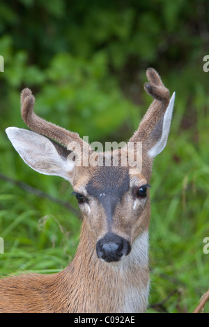 Portrait d'un noir de Sitka Cerf de Virginie (Odocoileus hemionus sitkensis) près de Sitka, le sud-est de l'Alaska, l'été Banque D'Images