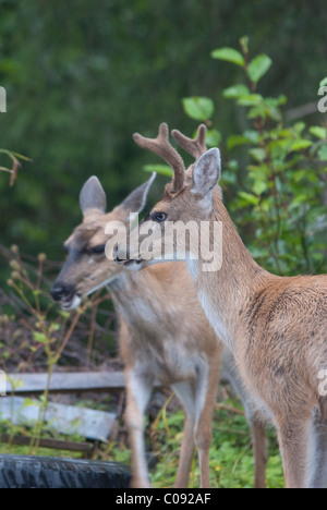 Paire d'Black-Tailed Sitka de Virginie (Odocoileus hemionus sitkensis) près de Sitka en Alaska du Sud-Est, l'été Banque D'Images