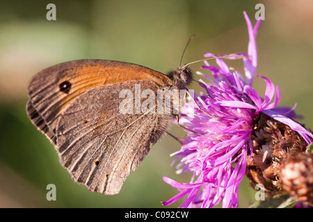 Grande Lande ou Satyre fauve commun (Coenonympha tullia) Banque D'Images