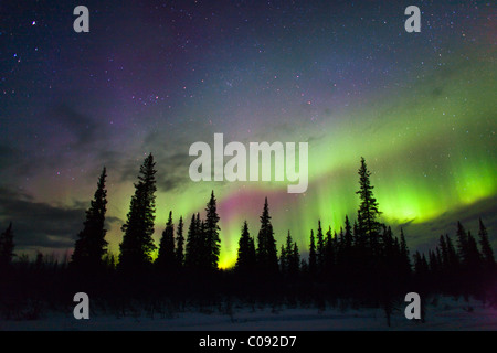 Voir des aurores au-dessus des arbres de l'épinette en large col, Southcentral Alaska, Winter Banque D'Images