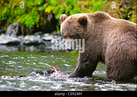 Vue rapprochée d'un adulte Ours brun la pêche du saumon dans le fleuve russe, péninsule de Kenai, Southcentral Alaska, l'été Banque D'Images