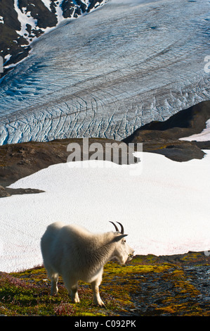 La Chèvre de montagne est situé sur un flanc de montagne avec Harding Icefield dans l'arrière-plan, Kenai Fjords National Park, Alaska Banque D'Images