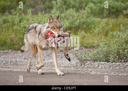 Une femme loup de la Grant Creek pack porte une patte de caribou près de Little Stony Creek dans le parc national Denali, Alaska Banque D'Images