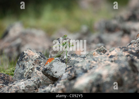 Pika munis de la végétation porte sur un amas de ses stocks d'hiver près de col polychrome, Denali National Park, Alaska Banque D'Images