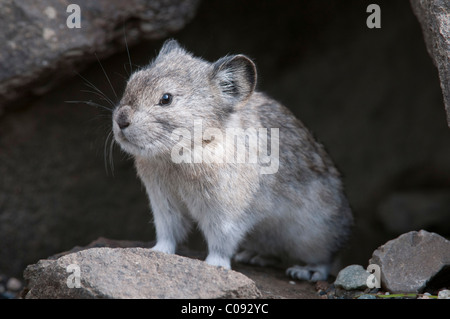 Pika munis de siège à entrée de sa tanière dans un amas de près de l'Igloo Creek dans le Parc National Denali et préserver, de l'intérieur de l'Alaska Banque D'Images