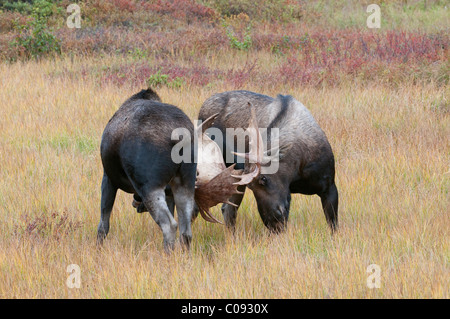 Deux des profils Bull Moose spar dans un pré près de Wonder Lake dans le Parc National Denali et préserver, de l'intérieur de l'Alaska, l'automne Banque D'Images