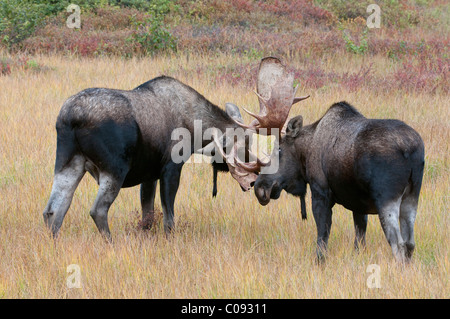 Deux des profils Bull Moose spar dans un pré près de Wonder Lake dans le Parc National Denali et préserver, de l'intérieur de l'Alaska, l'automne Banque D'Images