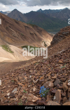 Vue panoramique d'un myosotis alpin fleurit sur une crête de montagne de la cathédrale de gravier dans le parc national Denali, Alaska Banque D'Images