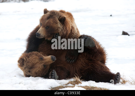 Une paire de terrasser l'ours bruns adultes jouant dans la neige à l'Alaska Wildlife Conservation Center près de Portage, captive Banque D'Images