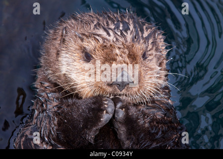 Vue rapprochée d'une loutre de mer à l'Alaska Sealife Center Dans Seward, péninsule de Kenai, Alaska, Southcentrral l'été, Captive Banque D'Images