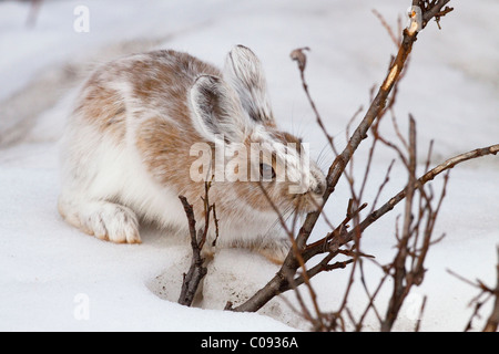 Un Snowshore Hare, dans l'évolution de la fourrure, amuse-gueules sur un saule bush dans la neige, le parc national Denali, l'intérieur de l'Alaska, le printemps Banque D'Images