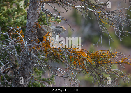 Spermophile arctique se trouve sur une branche d'un arbre dans l'épinette snag Denali National Park et de préserver, l'intérieur de l'Alaska, le printemps Banque D'Images