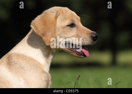 Labrador Retriever chiot Banque D'Images