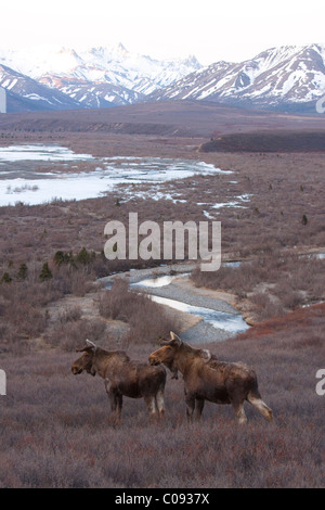 Paire de Bull Moose en velours à la recherche sur la rivière sauvage à partir d'une colline, le Parc National Denali et préserver, de l'intérieur de l'Alaska Banque D'Images