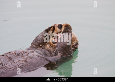 Une loutre de mer adultes flotte dans les eaux calmes du Port Valdez Petit Bateau, Southcentral Alaska, l'été Banque D'Images