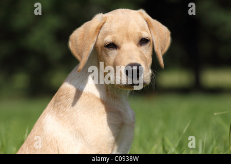 Labrador Retriever chiot Banque D'Images