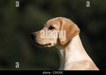 Labrador Retriever chiot Banque D'Images